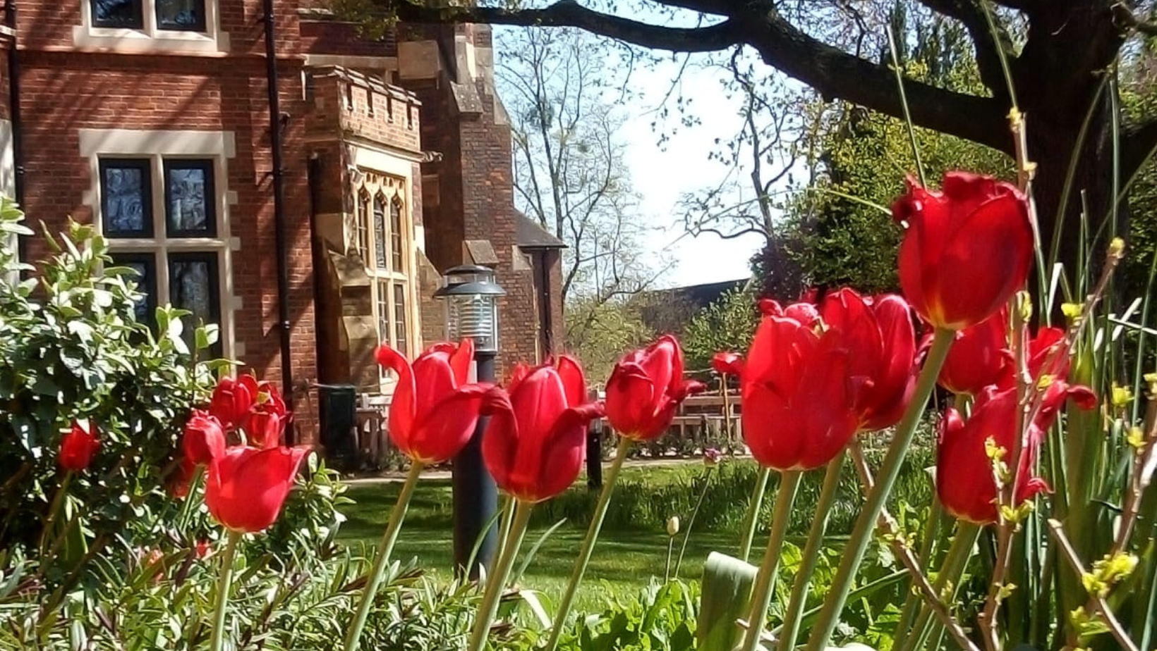 College with red tulips