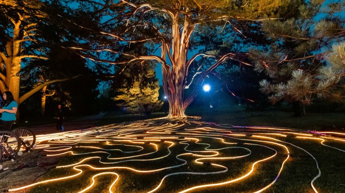 The Black Pine is illuminated by 12,500 lights 
