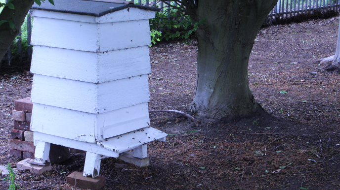 A beehive in the Homerton grounds