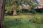 Homerton duck pond